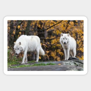 Pair of Arctic Wolves in fall Sticker